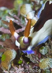 nudi up close by Geoff Spiby 